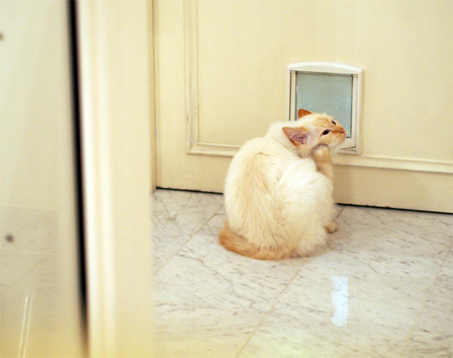 ル・ブリストル ファラオンさん3123.jpg