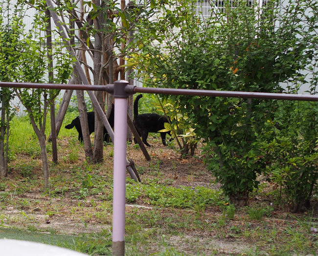 猫ストーカー3199.jpg
