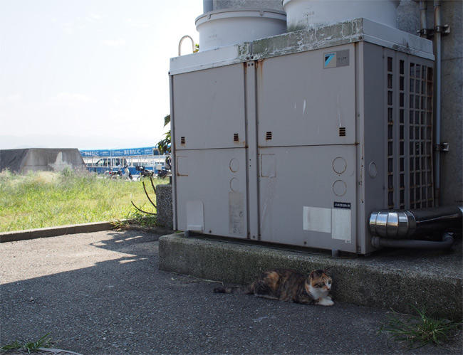 新宮フェリー乗り場猫さん3248.jpg