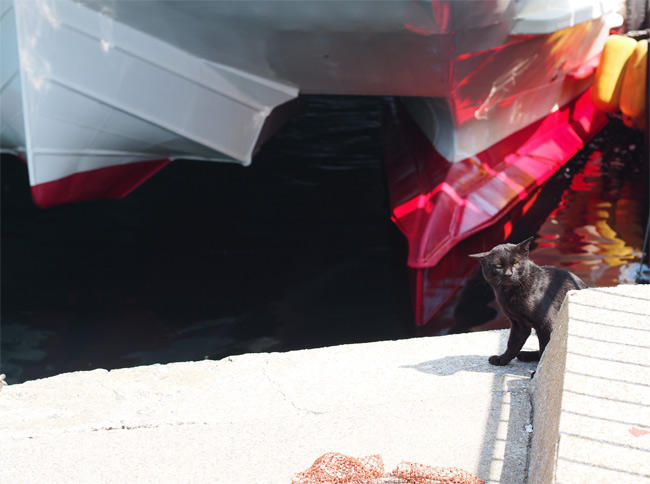相島猫さん3254.jpg