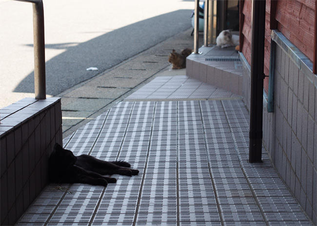 相島の猫さん3264.jpg