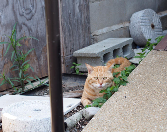 相島猫さん3276.jpg