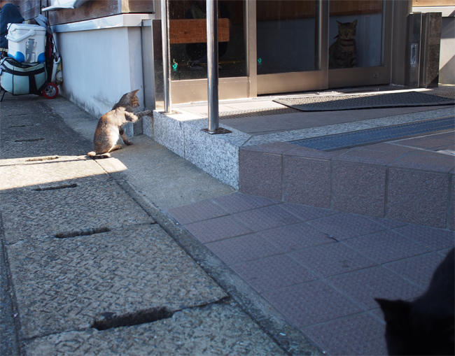 相島猫さん3297.jpg