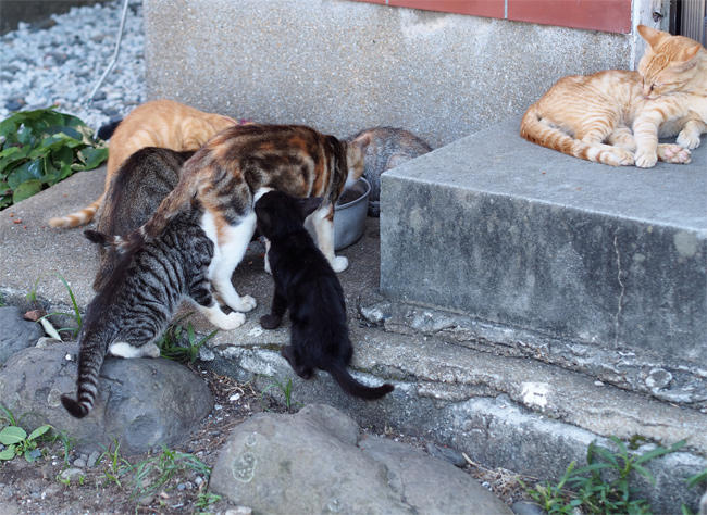 相島猫親子3299.jpg