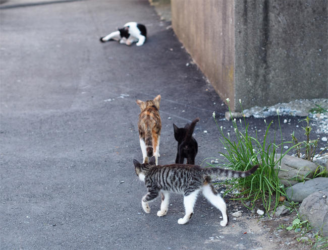 相島猫親子3300.jpg