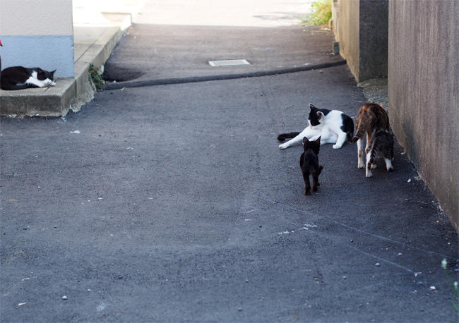 相島猫親子3301.jpg