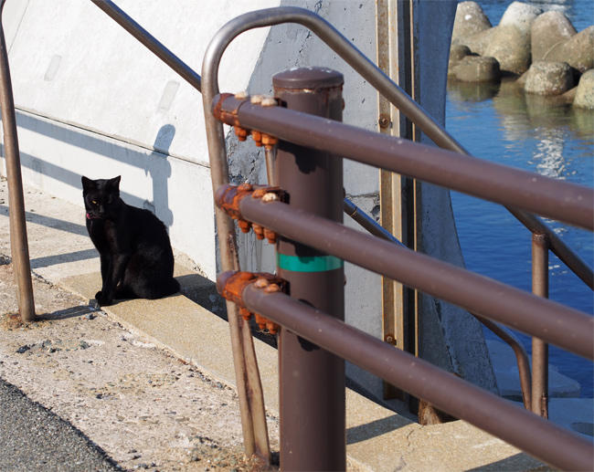 相島猫さん3304.jpg