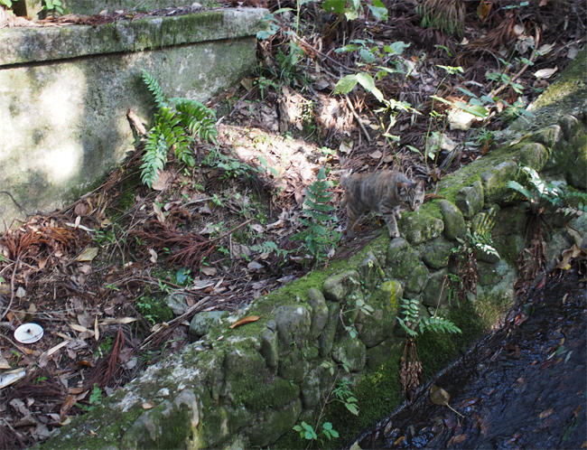 山の神社の猫さん3325.jpg