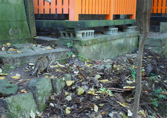 山の神社の猫さん3326.jpg