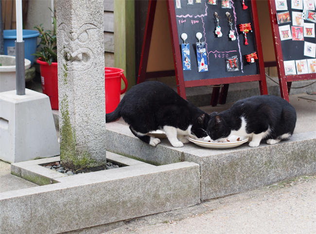 神社の猫さん3333.jpg