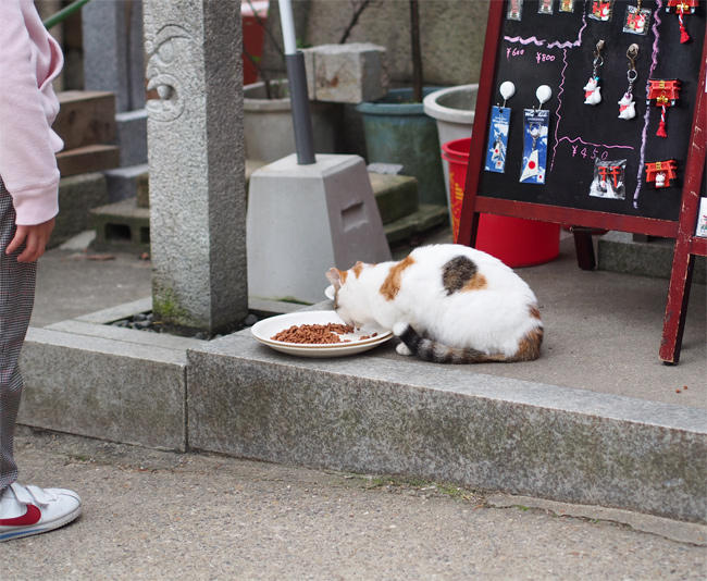 神社の猫さん3337.jpg