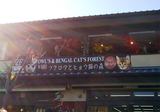 嵐山猫カフェ3360.jpg