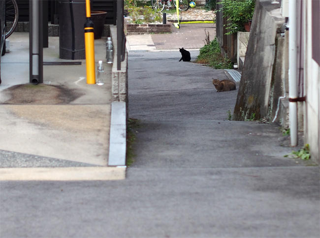 路地裏猫さんたち3371.jpg