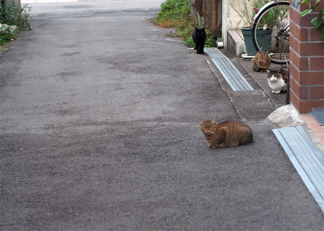 路地裏猫さんたち3372.jpg