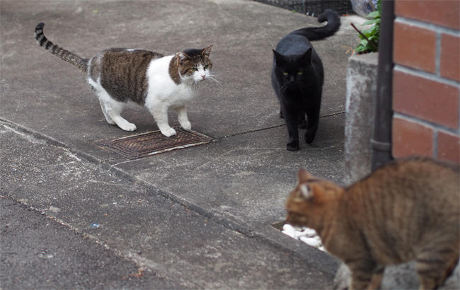 路地裏猫さんたち3373.jpg
