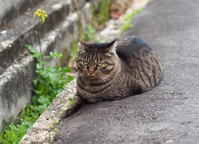 路地裏猫さん3374.jpg