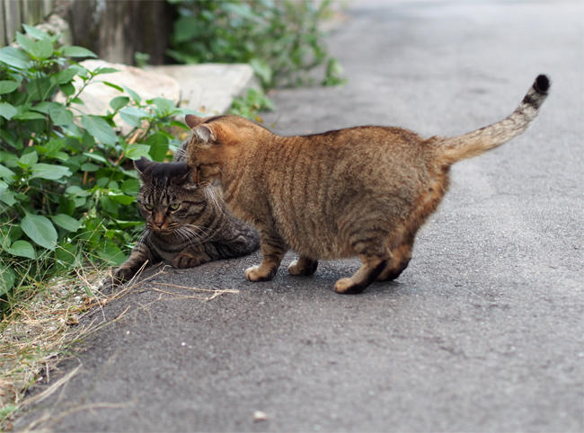 路地裏猫さんたち3375.jpg