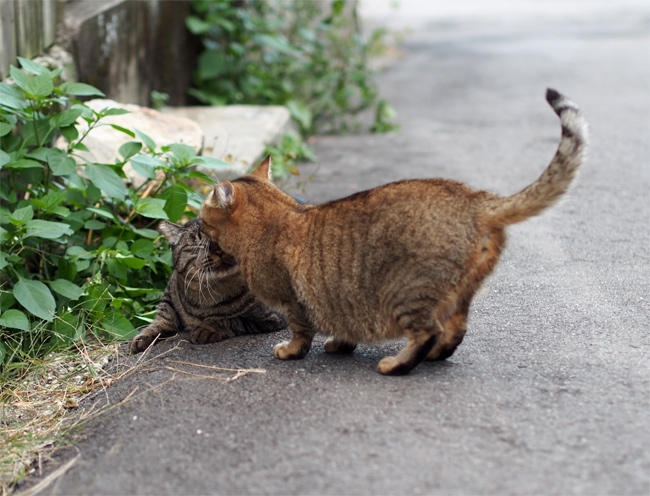 路地裏猫さんたち3376.jpg