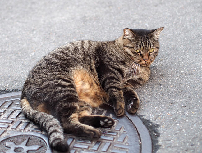 路地裏猫さん3377.jpg