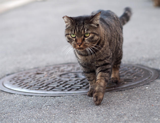 路地裏猫さん3379.jpg