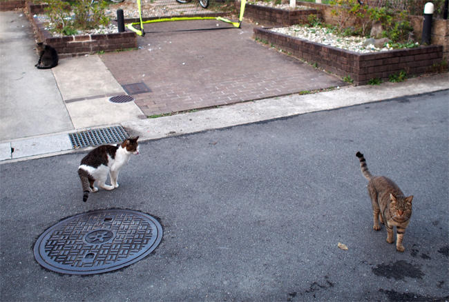 路地裏猫さんたち3380.jpg