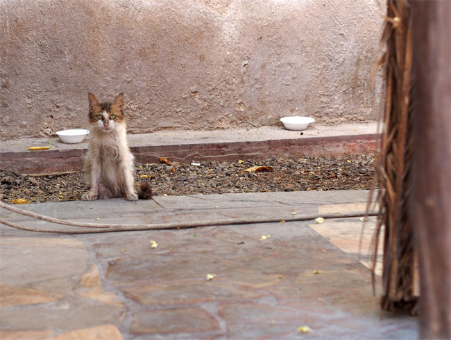 ドバイ市街地猫さん3484.jpg