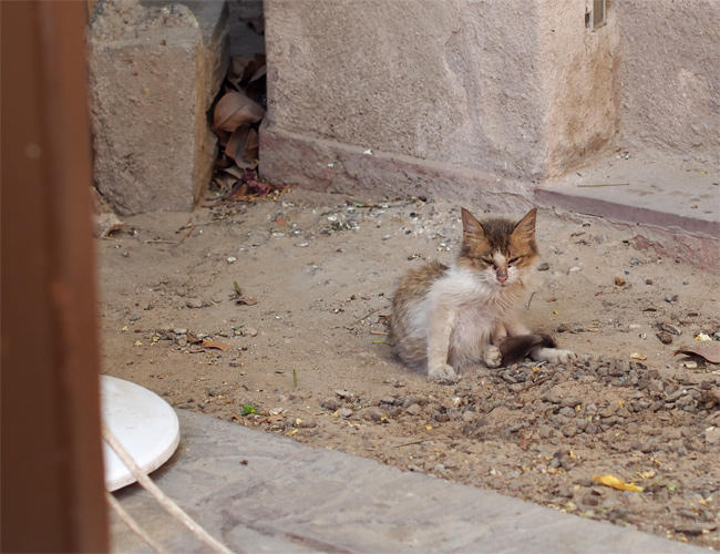 ドバイ下町猫さん3492.jpg