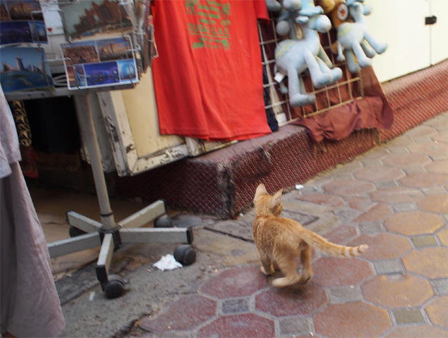 ドバイスーク猫さん3509.jpg