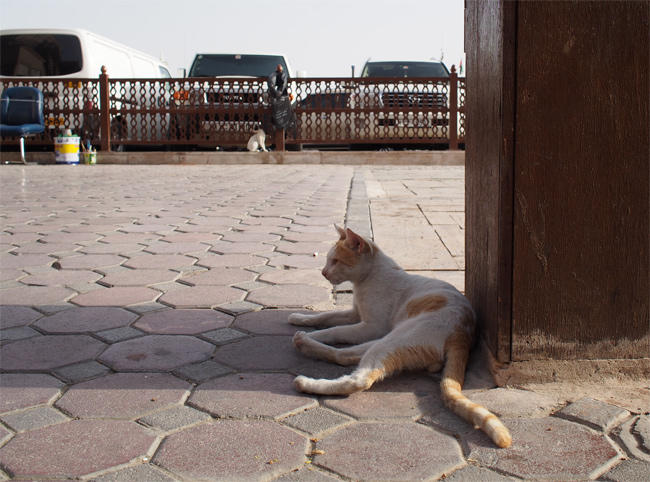 ドバイスーク猫さん3512.jpg