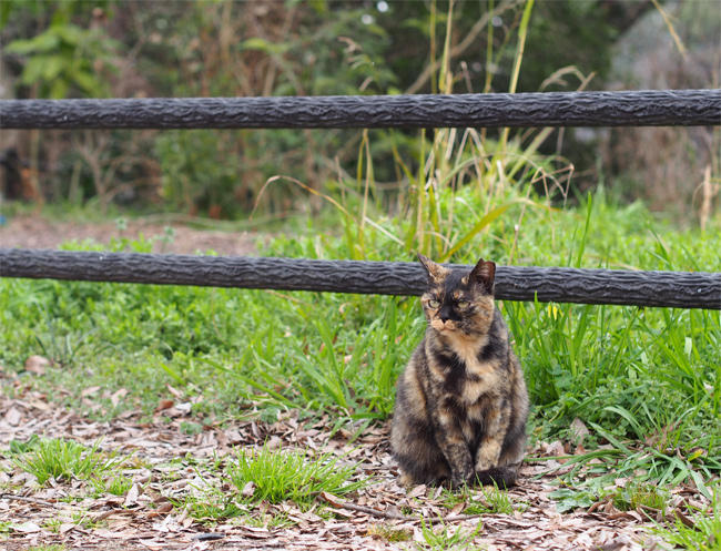 公園猫さん3531.jpg