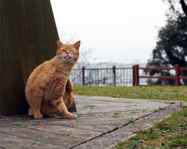 公園猫さん3538.jpg