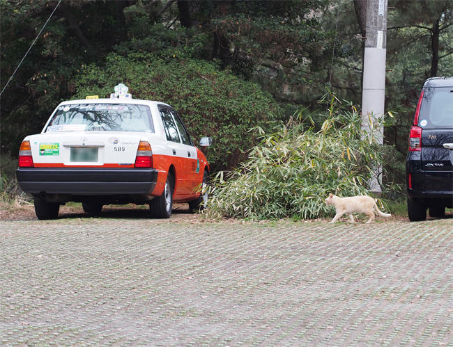 公園猫さん3555.jpg