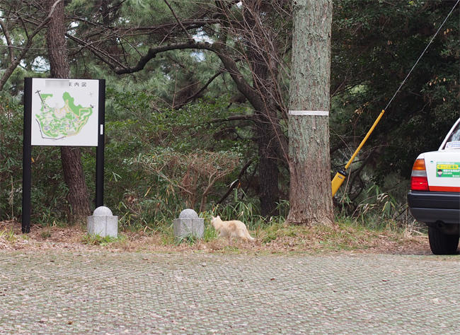 公園猫さん3556.jpg