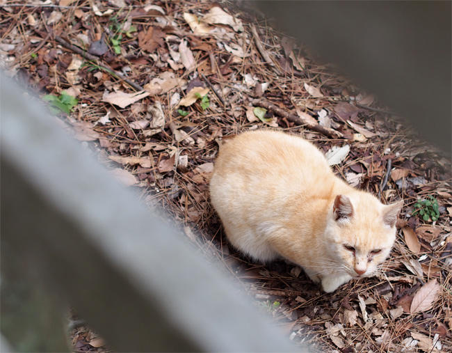 公園猫さん3559.jpg