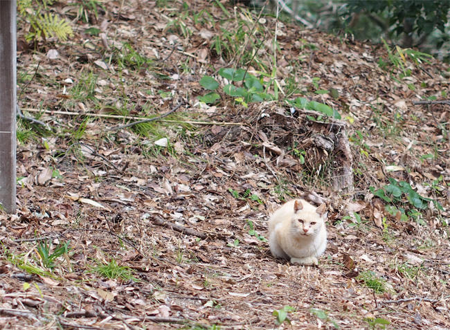 公園猫さん3560.jpg