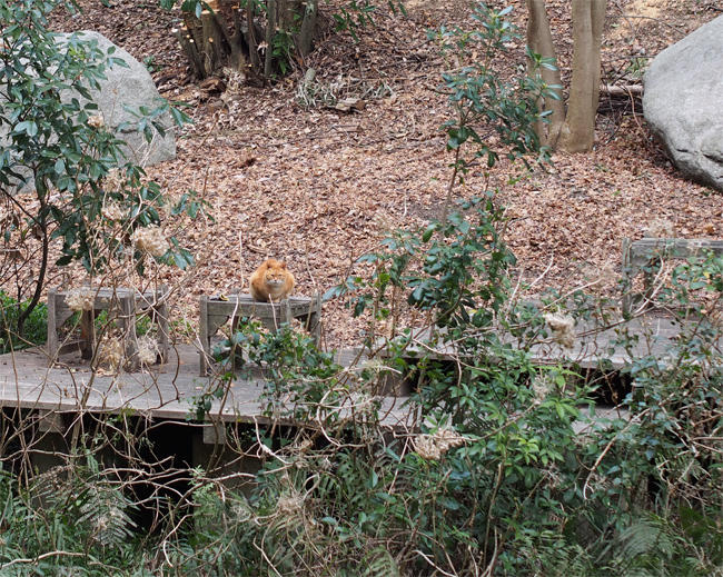 公園猫さん3564.jpg