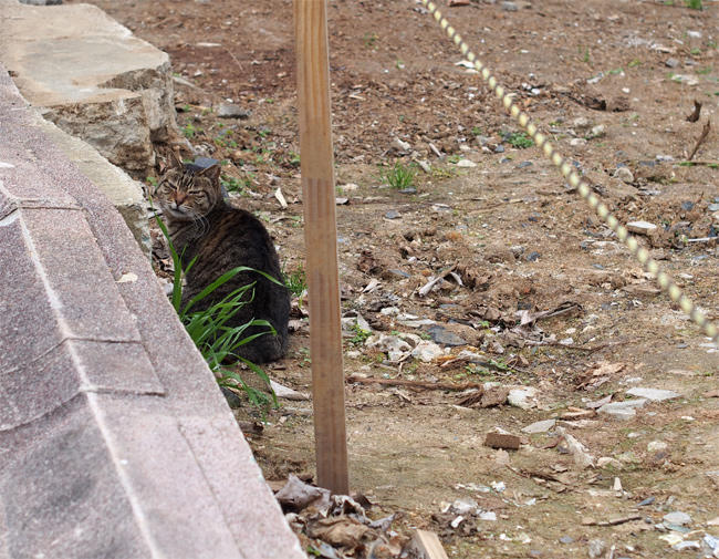 空き地猫さん3577.jpg