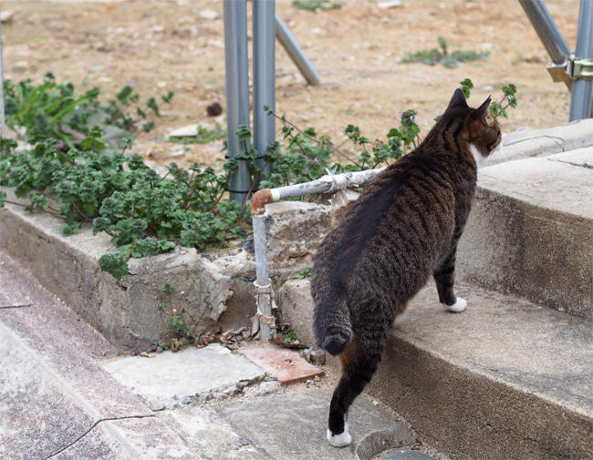 空き地猫さん3578.jpg