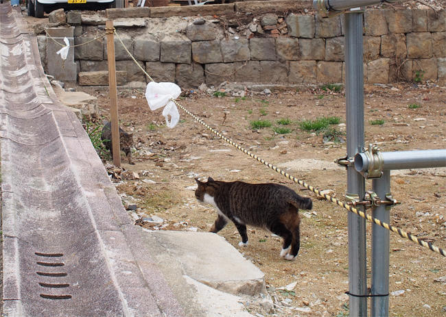 空き地猫さん3581.jpg