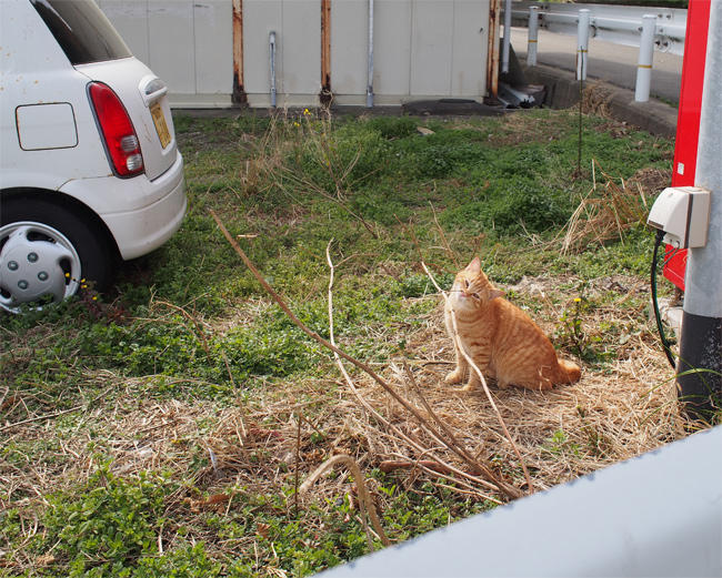 新宮港猫さん3607.jpg