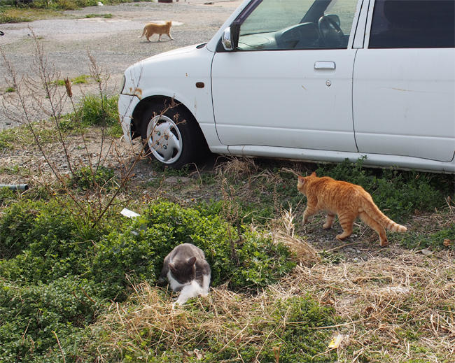 新宮港猫さん3608.jpg