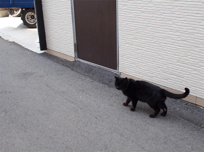 相島猫さん3621.jpg