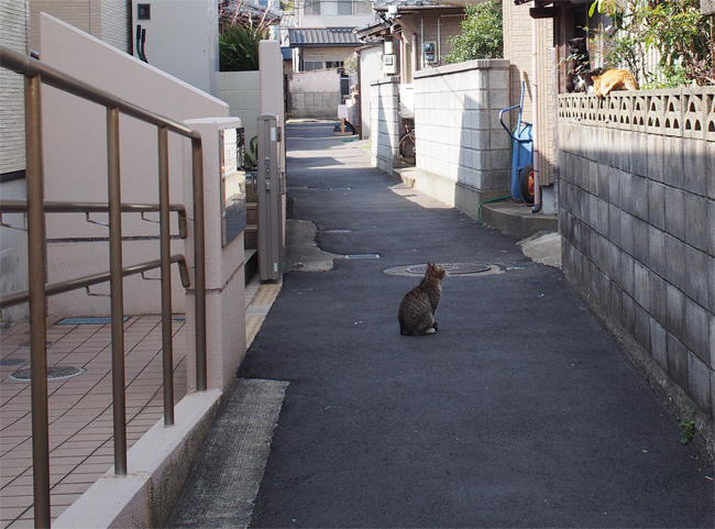 相島猫さん3623.jpg