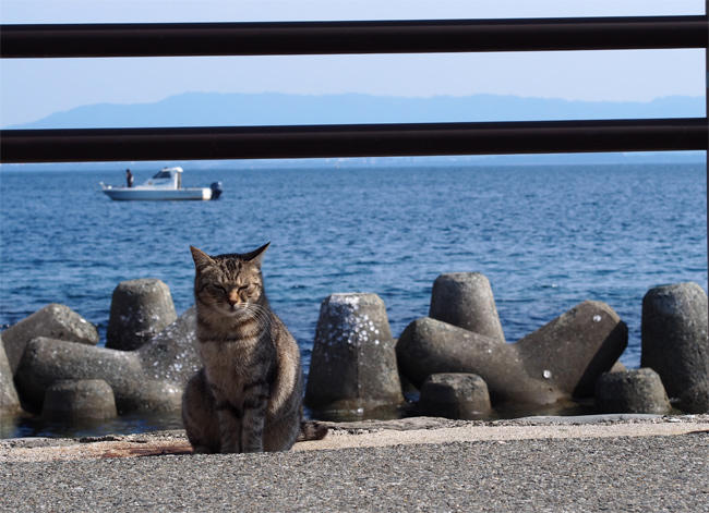 相島猫さん3630.jpg