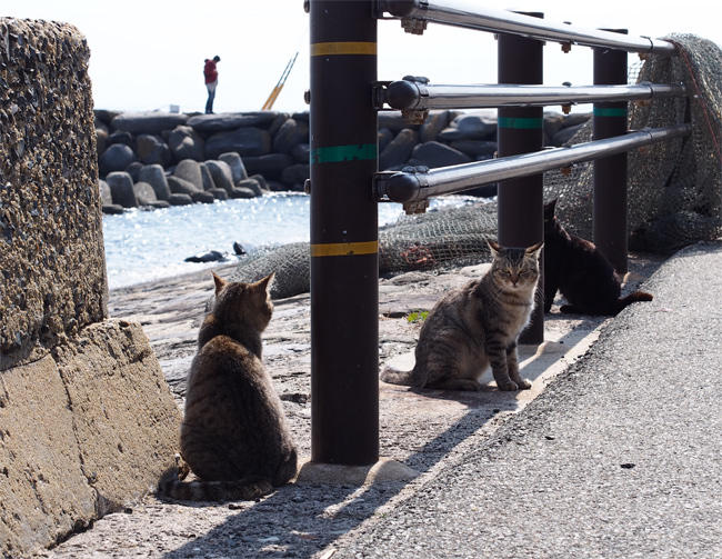 相島猫さん3631.jpg