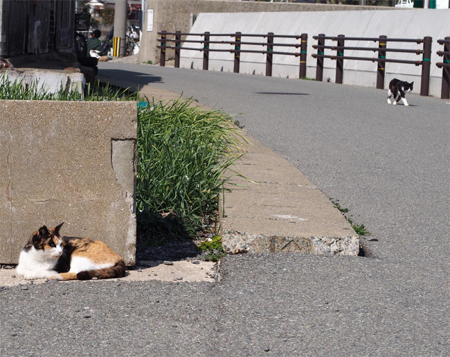 相島猫さん3632.jpg