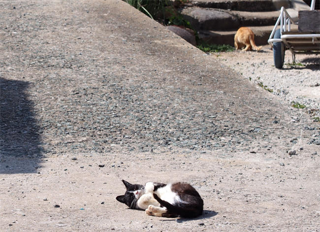 相島猫さん3641.jpg