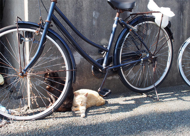 相島猫さん3649.jpg