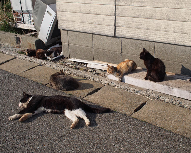 相島猫さん溜まり場3677.jpg