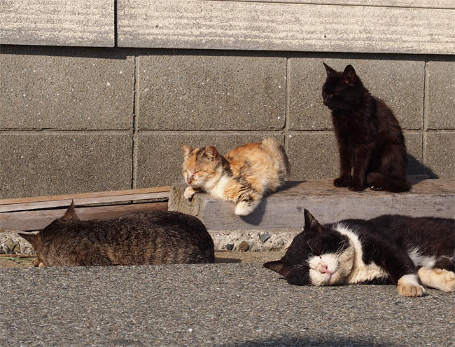 相島猫さん溜まり場3678.jpg